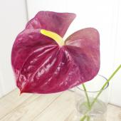 生花】【大佐和花き園】アンスリューム ロックセット(パープル) S - 花