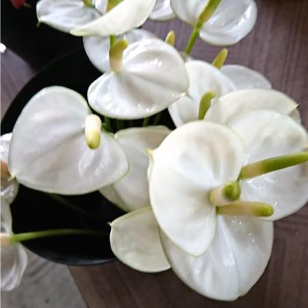 【生花】【大佐和花き園】アンスリューム　スノーウィ(白)2S  丈10cm〜