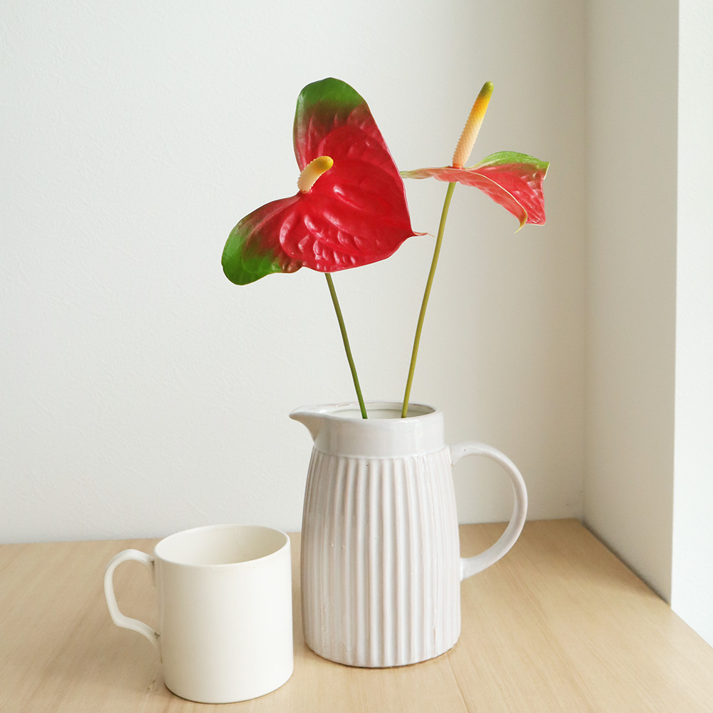 生花 大佐和花き園 アンスリューム ナリタ 赤ふちグリーン M 通販 はなどんやアソシエ 生花 大佐和花き園 アンスリューム ナリタ 赤ふちグリーン M 通販 はなどんやアソシエ