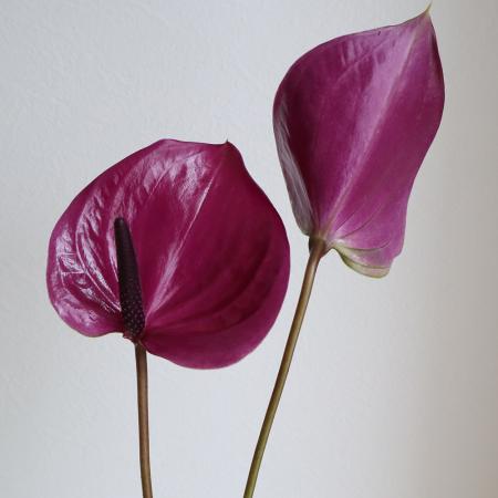 【生花】【大佐和花き園】アンスリューム　マラビリアM-S(紫)【OT】