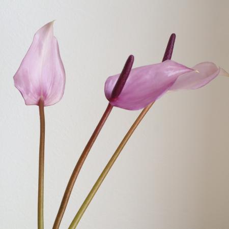 【生花】【大佐和花き園】アンスリューム 　プレビア L(紫)【OT】