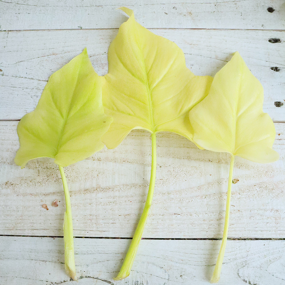 大佐和花き園】フィロデンドロン フラバム(ライムイエロー) 12-18cm