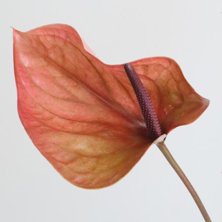 【生花】【大佐和花き園】アンスリューム　カンテロM(赤茶系)【OT】