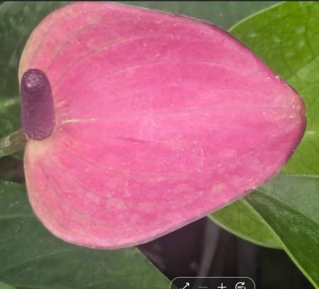 【生花】【大佐和花き園】アンスリューム　シラノ M-S※(ピンクパープル)【OT】