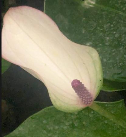 【生花】【大佐和花き園】アンスリューム　ジョリパルス M-S(ピンク)【OT】