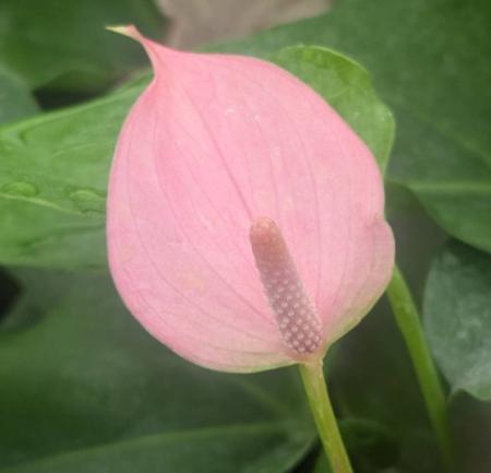 【生花】【大佐和花き園】アンスリューム　ジョリブラッシュS(ピンク)【OT】