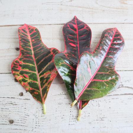 【生花】【大佐和花き園】葉もの　クロトン(赤)