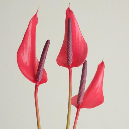 【生花】【大佐和花き園】アンスリューム　プリンセスピンク M-S(ピンク)【OT】