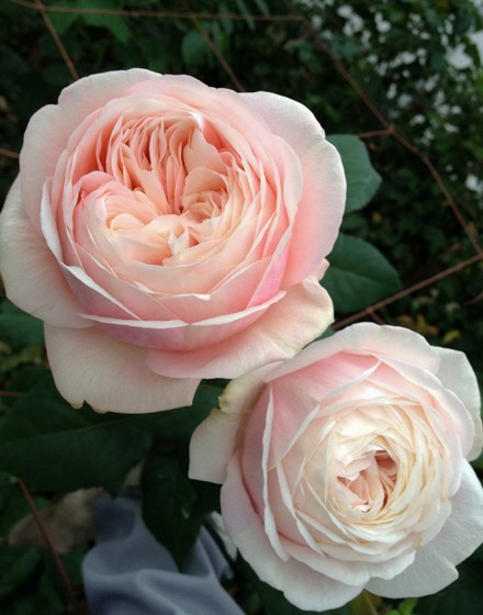 生花 バラ 環 たまき ローズファームkeiji 通販 はなどんやアソシエ