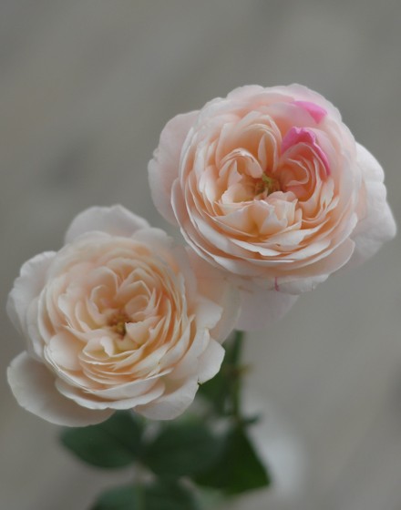 生花 バラ 環 たまき ローズファームkeiji 通販 はなどんやアソシエ