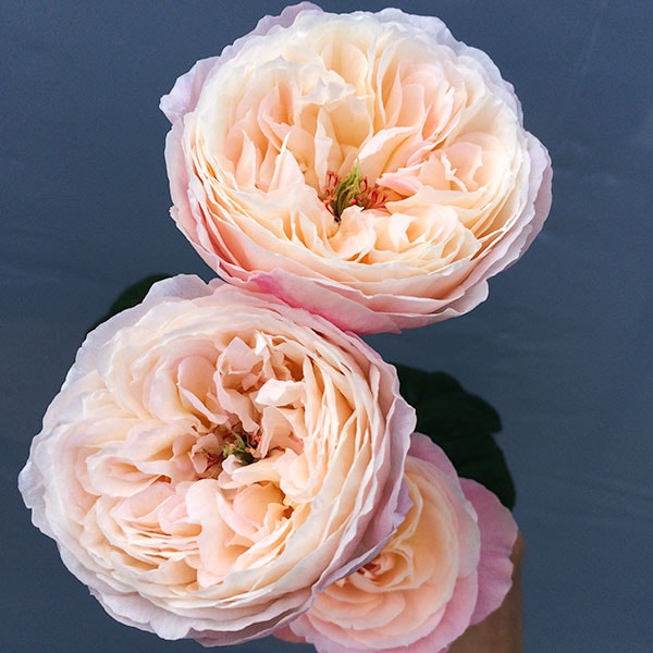 08直前se バラ 環 美空 ローズファームkeiji 50cm 生花 通販 はなどんやアソシエ