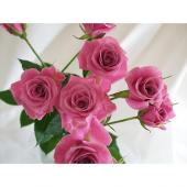※販売終了※【生花】SPバラ　小町（パープルピンク）：ローズファームKEIJI
