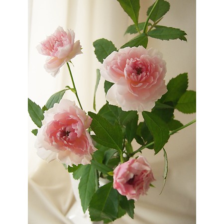 生花 Spバラ 花見小路 はなみこうじ ローズファームkeiji 通販 はなどんやアソシエ