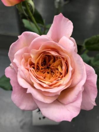 DAキーラ 薔薇 6月いっぱいの出品 - メルカリ