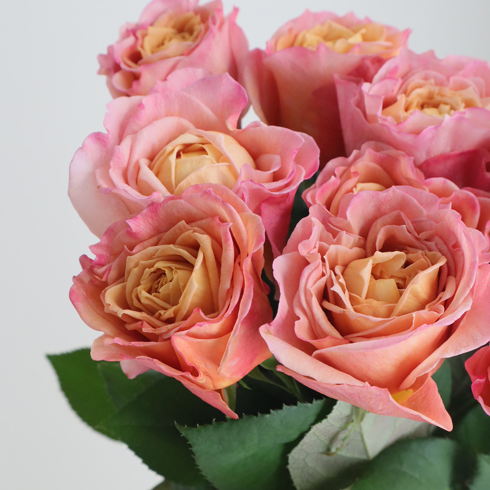 08直前SE】新品種!バラ 永遠(とわ)50cm ローズファームケイジ【OT