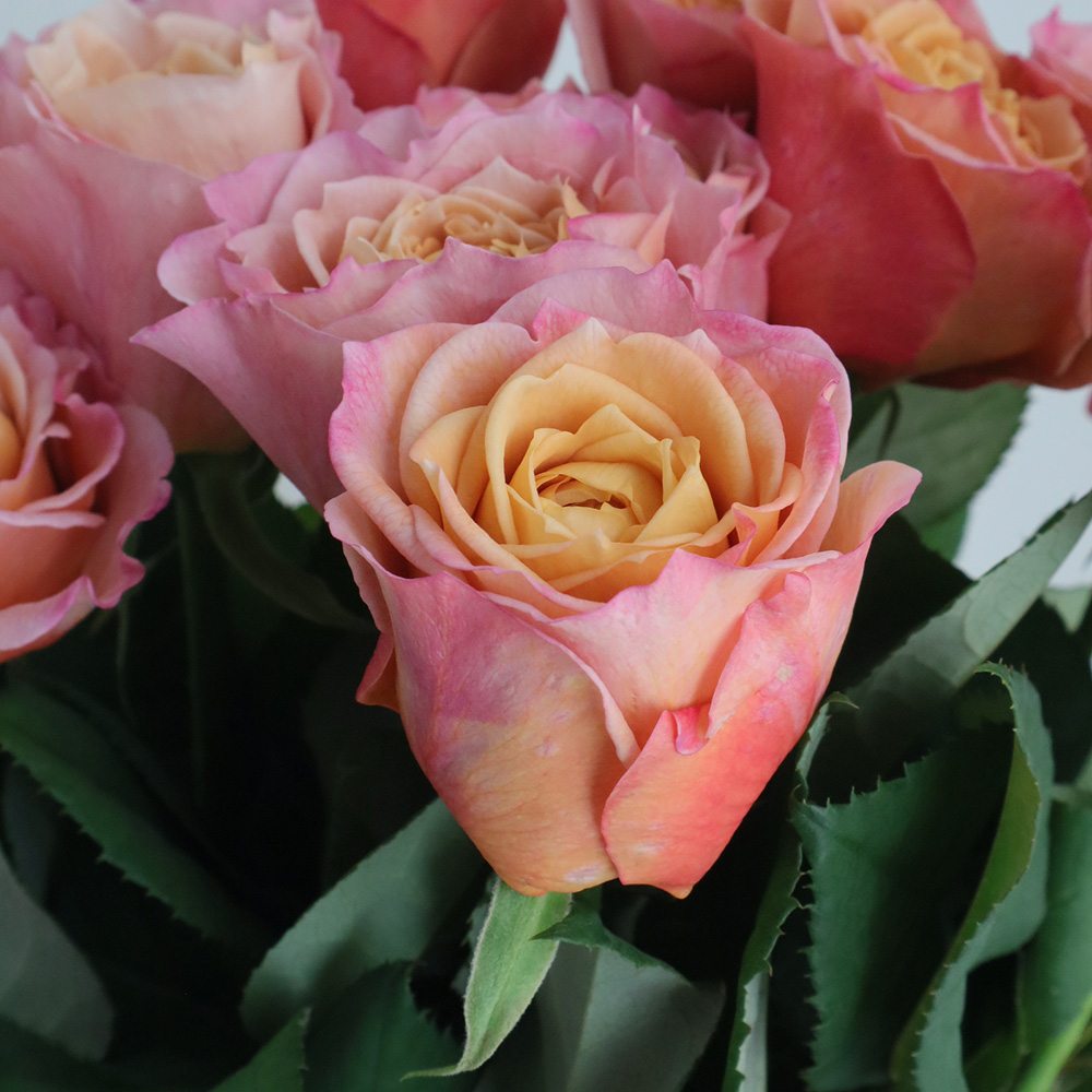 08直前SE】新品種!バラ 永遠(とわ)50cm ローズファームケイジ【OT