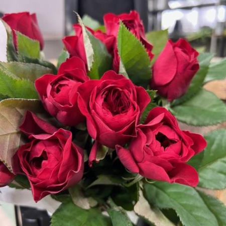 【08直前SE】新品種!バラ　はれのひ(赤)40cm　ローズファームケイジ【OT】