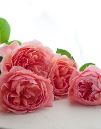 生花 ローズファームkeiji 5本売りかおりかざり Stdバラ コーラルピンク 通販 はなどんやアソシエ