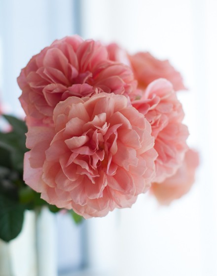 生花 ローズファームkeiji 5本売りかおりかざり Stdバラ コーラルピンク 通販 はなどんやアソシエ