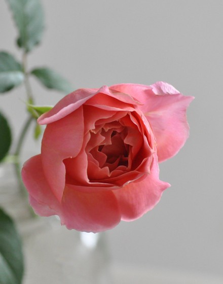 生花 ローズファームkeiji 5本売りかおりかざり Stdバラ コーラルピンク 通販 はなどんやアソシエ