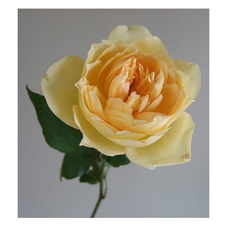 生花 市川バラ園 バラ マリアテレジア 黄色 30センチ前後 通販 はなどんやアソシエ