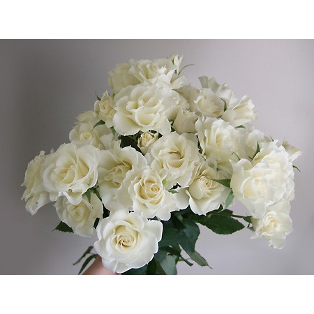 直前03 市川バラ園 Spバラ ジーノ 白 通販 はなどんやアソシエ 直前03 市川バラ園 Spバラ ジーノ 白 通販 はなどんやアソシエ