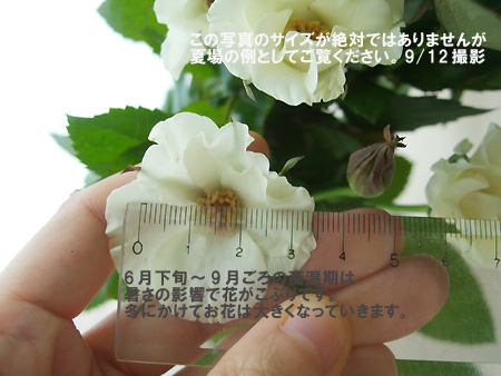 直前 市川バラ園 Spバラ オードリー 白 30センチ前後 生花 通販 はなどんやアソシエ 直前 市川バラ園 Spバラ オードリー 白 30センチ前後 生花 通販 はなどんやアソシエ