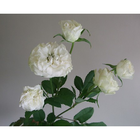 直前 市川バラ園 Spバラ セラファン 白 25センチ前後 生花