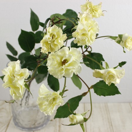 直前 市川バラ園 Spバラ ノスタルジックオードリー オフホワイト 30センチ前後 生花 通販 はなどんやアソシエ 直前 市川バラ園 Spバラ ノスタルジックオードリー オフホワイト 30センチ前後 生花 通販 はなどんやアソシエ