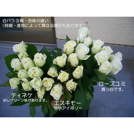 直前】バラ エスキモー(白)M - 花材通販はなどんやアソシエ