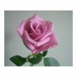 【直前!】バラ　デリーラ(紫)M【生花】