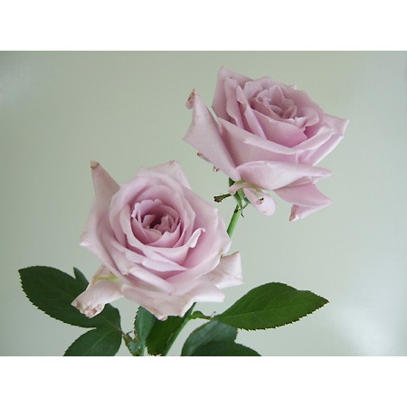 生花 バラ マダムヴィオレ 紫 通販 はなどんやアソシエ 生花 バラ マダムヴィオレ 紫 通販 はなどんやアソシエ