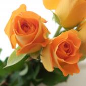 マナオラ　パレオ　オレンジ 直前!】バラ パレオ(オレンジ)40cm程度(静岡) 【生花】 - 花材通販は