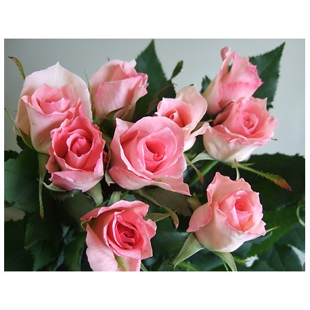 直前 バラ ブライダルピンク ピンク M 通販 はなどんやアソシエ 直前 バラ ブライダルピンク ピンク M 通販 はなどんやアソシエ