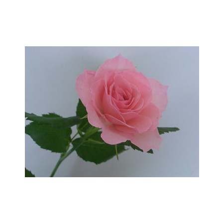 直前 バラ ブライダルピンク ピンク M 通販 はなどんやアソシエ 直前 バラ ブライダルピンク ピンク M 通販 はなどんやアソシエ