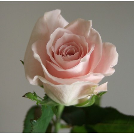 最高バラ 品種 ピンク 最高の花の画像 最高バラ 品種 ピンク 最高の花の画像