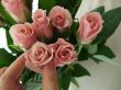 【直前!】バラ　エスタ(ピンク)小ぶり品種【生花】