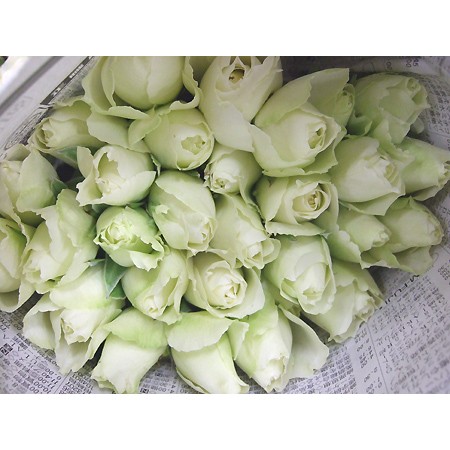 直前 バラ ブルゴーニュ 白 カップ咲き 石田バラ園など30cm 生花 通販 はなどんやアソシエ 直前 バラ ブルゴーニュ 白 カップ咲き 石田バラ園など30cm 生花 通販 はなどんやアソシエ