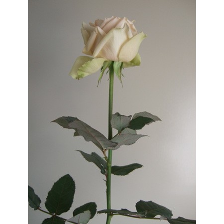 生花 バラ デザート ベージュ系 通販 はなどんやアソシエ 生花 バラ デザート ベージュ系 通販 はなどんやアソシエ