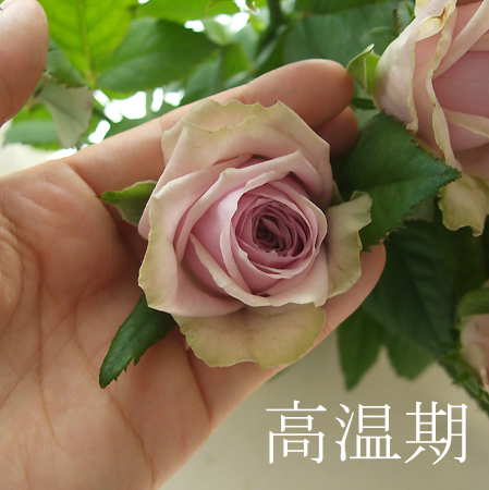 生花 バラ ブルーミルフィーユ ピンク紫 通販 はなどんやアソシエ 生花 バラ ブルーミルフィーユ ピンク紫 通販 はなどんやアソシエ