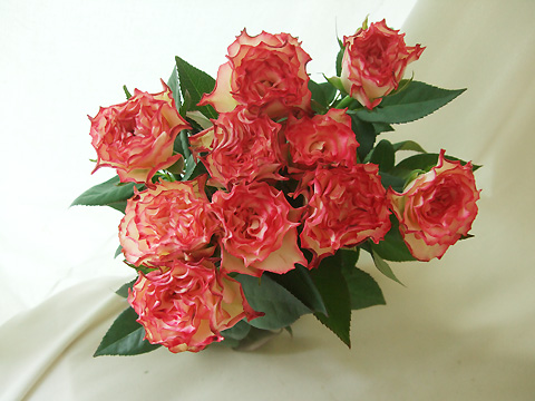 直前】バラ スパニッシュダンサー40センチ〜:今週のオトク! - 花材通販