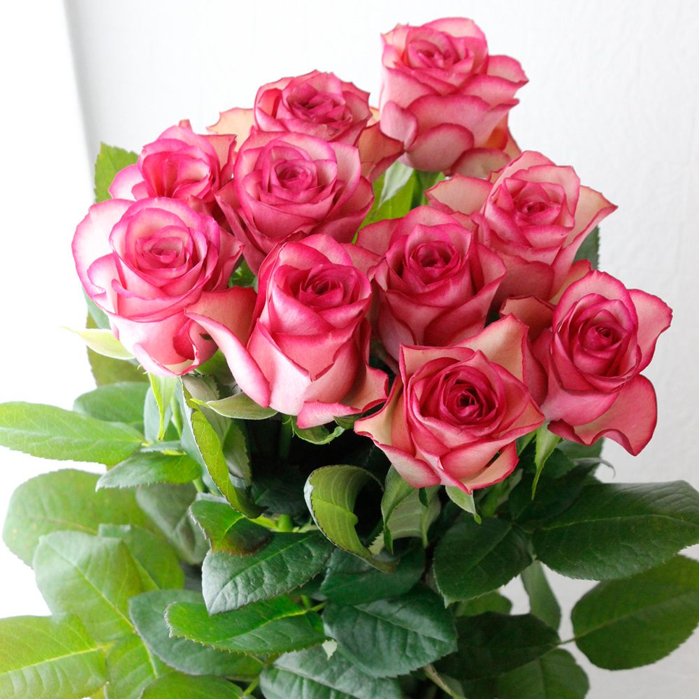 直前1129】バラ カルーセル(白ふちピンク) - 花材通販はなどんやアソシエ