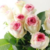 直前!】バラ ドルチェヴィータ+(白×ふちどりピンク)4-50cm程度 - 花材