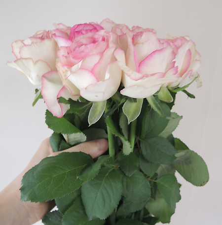 直前 バラ ドルチェヴィータ 白 ふちどりピンク 50cm程度 生花 通販 はなどんやアソシエ 直前 バラ ドルチェヴィータ 白 ふちどりピンク 50cm程度 生花 通販 はなどんやアソシエ