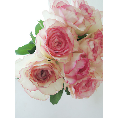 生花】バラ ドルチェビータ(白×ふちどりピンク)おやま 40cm程度□今週