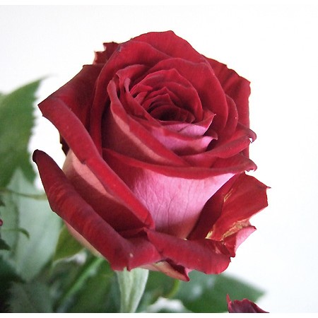 【直前0518】【生花】バラ　ルビーレッド(赤)