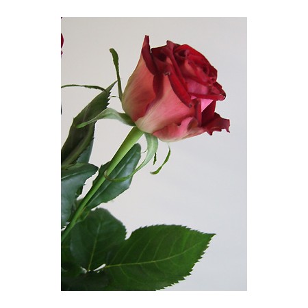 【直前0518】【生花】バラ　ルビーレッド(赤)