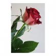 【直前0518】【生花】バラ　ルビーレッド(赤)