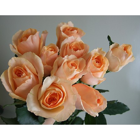 直前 バラ オークランド 淡オレンジ 生花 通販 はなどんやアソシエ 直前 バラ オークランド 淡オレンジ 生花 通販 はなどんやアソシエ