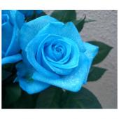直前0717!】バラ ベンデラライトブルー(水色染め):: - 花材通販はなど